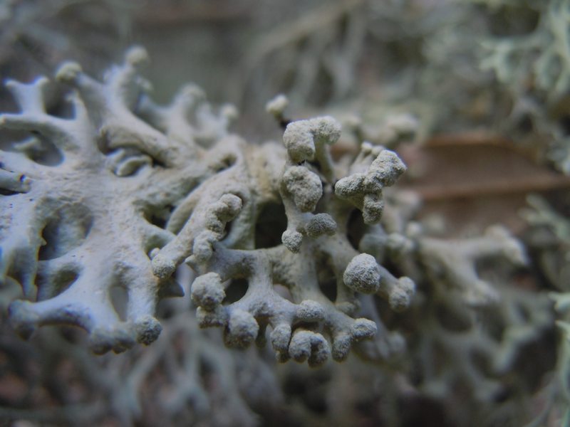 ...dai Tacchi calcarei dell''Ogliastra